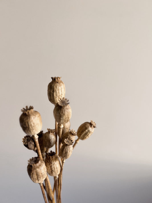 Poppy Pods - Blooming Sanzi