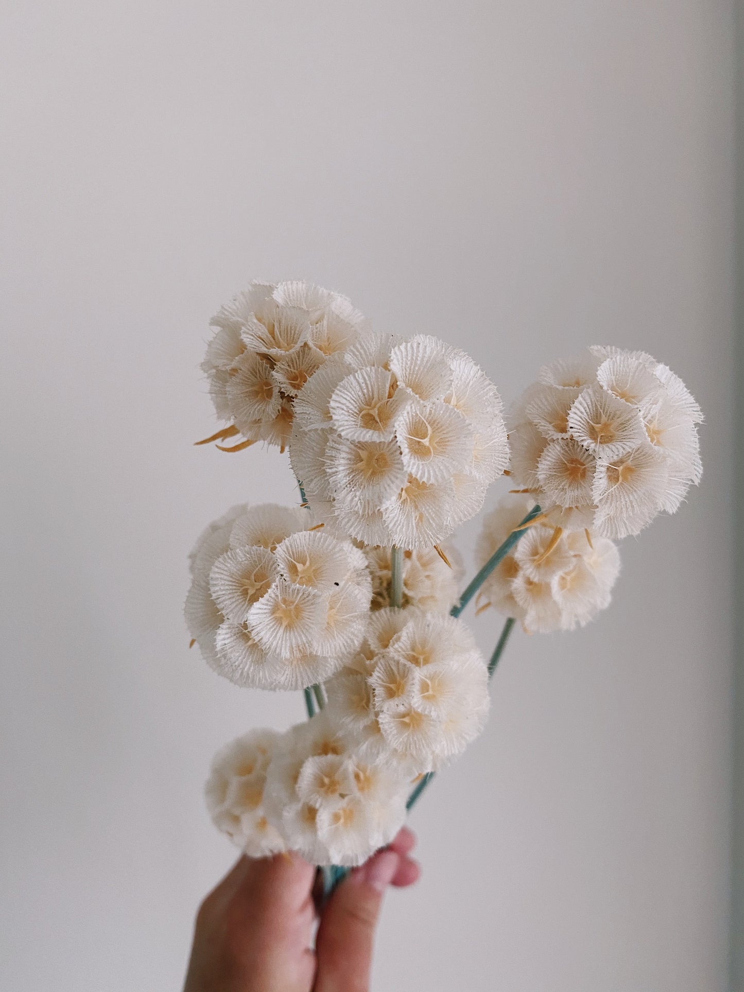 Scabosia Pod - White - Blooming Sanzi