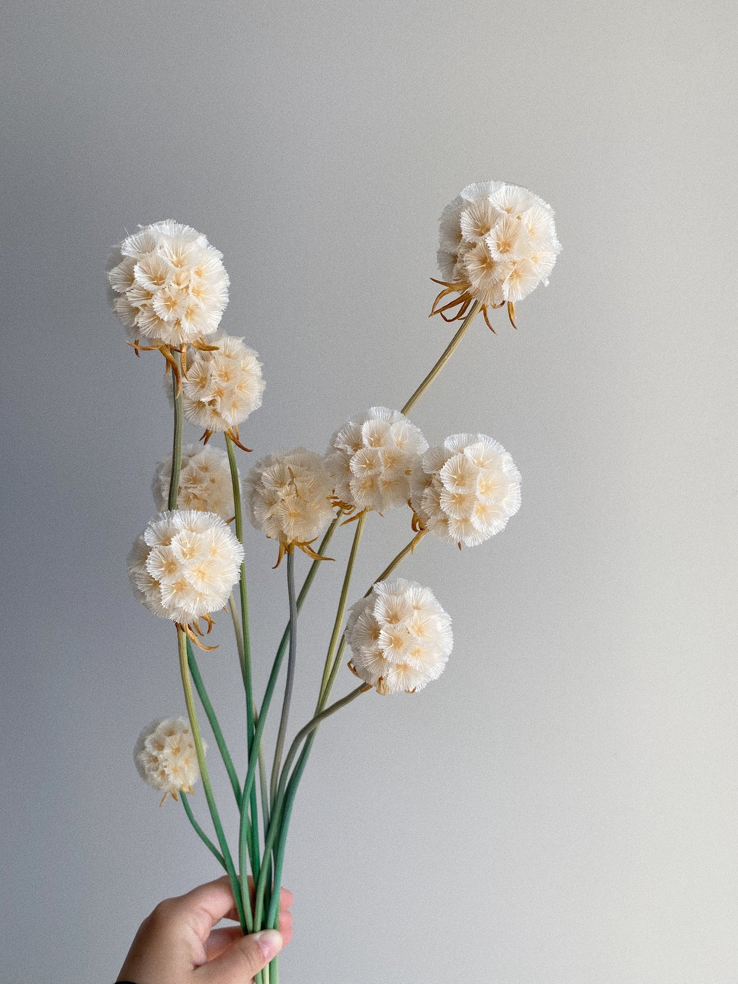 Scabosia Pod - White - Blooming Sanzi