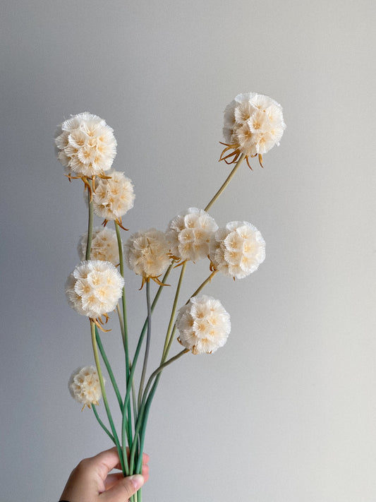 Scabosia Pod - White - Blooming Sanzi