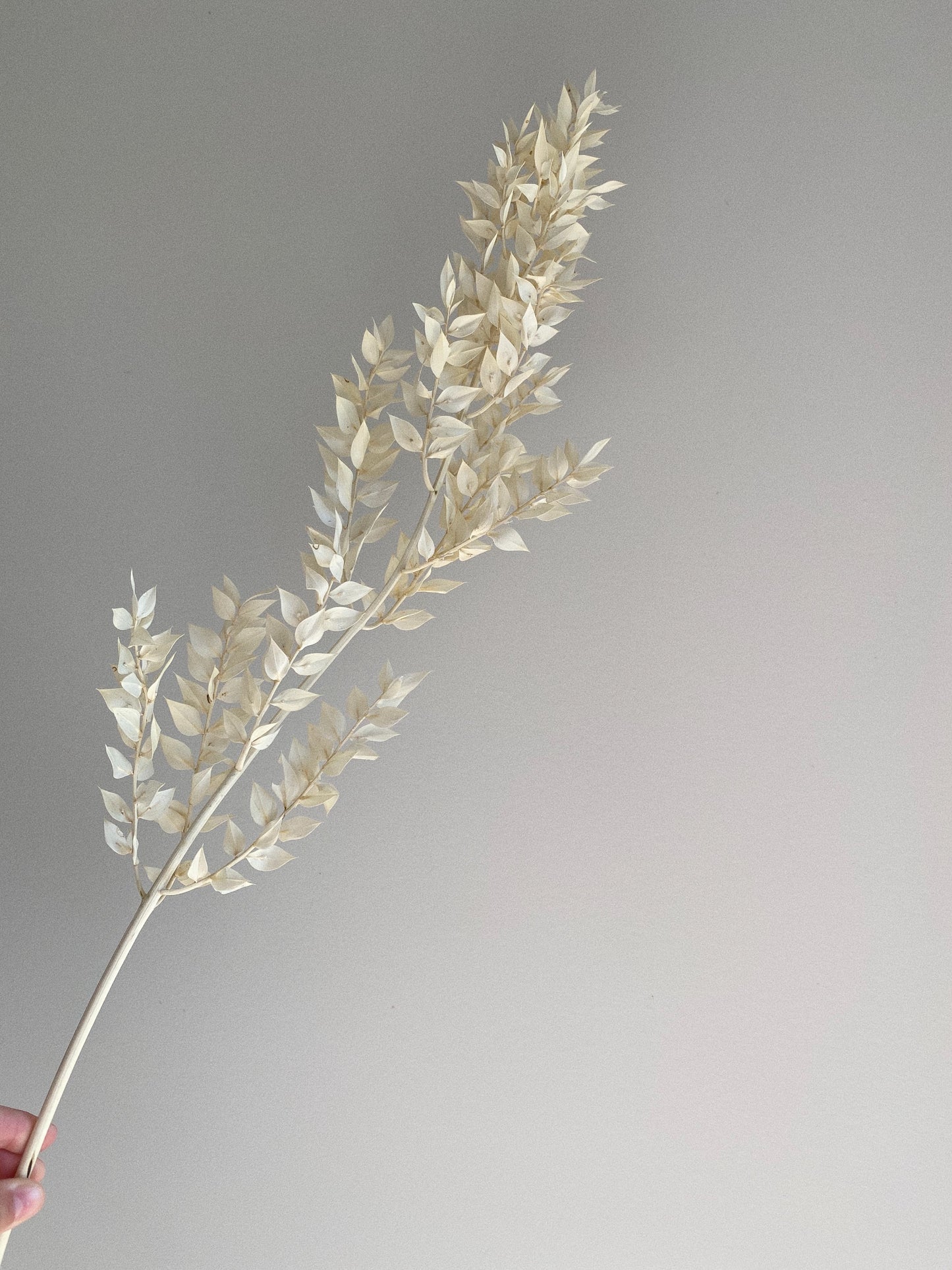 Preserved Ruscus Stem - Blooming Sanzi