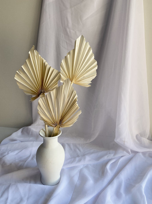 Bleached Spear Palm - Blooming Sanzi