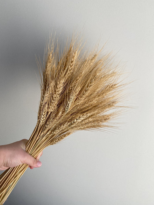 Dried Wheat - Blooming Sanzi